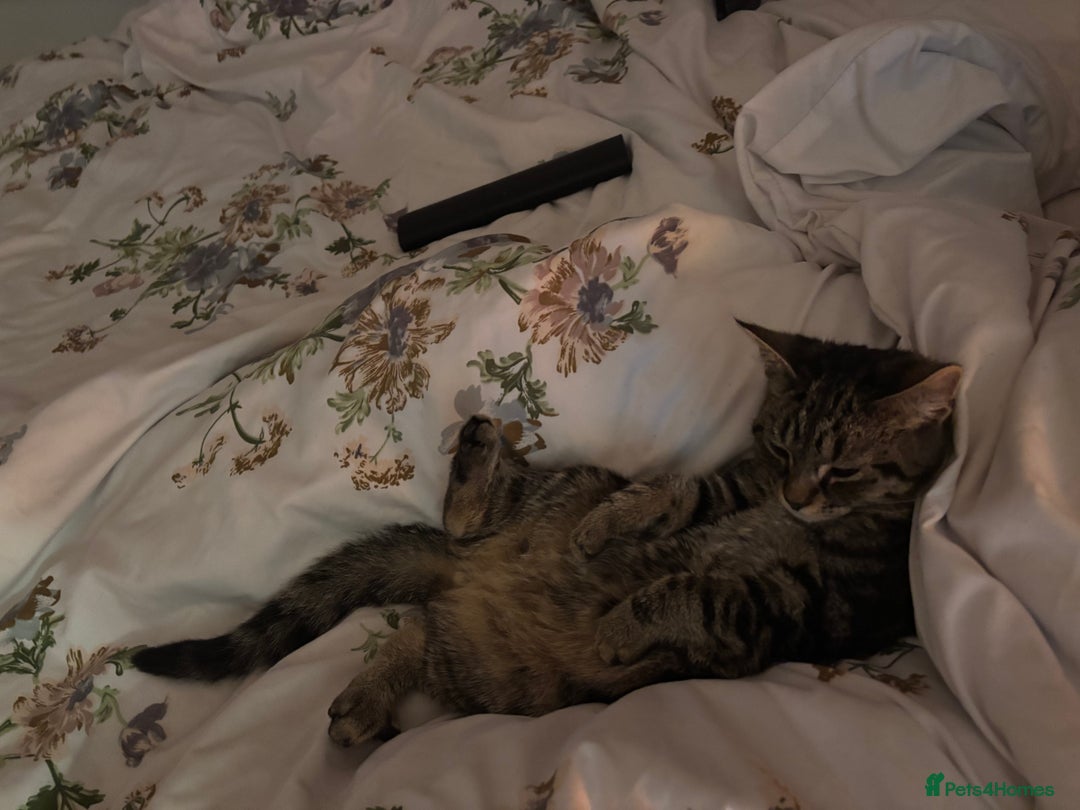 British Shorthair cats for sale: 14 week old female kitten  - Advert 3