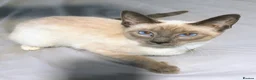 Siamese cats for sale: Beautiful Siamese kittens - Advert 9