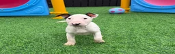 English Bull Terrier dogs for sale: Stunning English bull terrier puppies for sale  - Advert 10