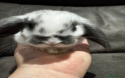 Mini Lop rabbits for sale: Gorgeous Bucks available  - Image 5