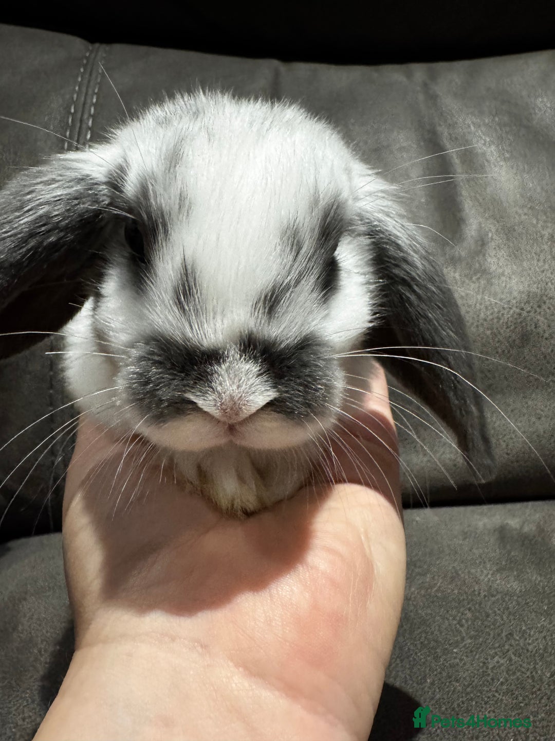 Mini Lop rabbits for sale: Gorgeous Bucks available  - Image 5