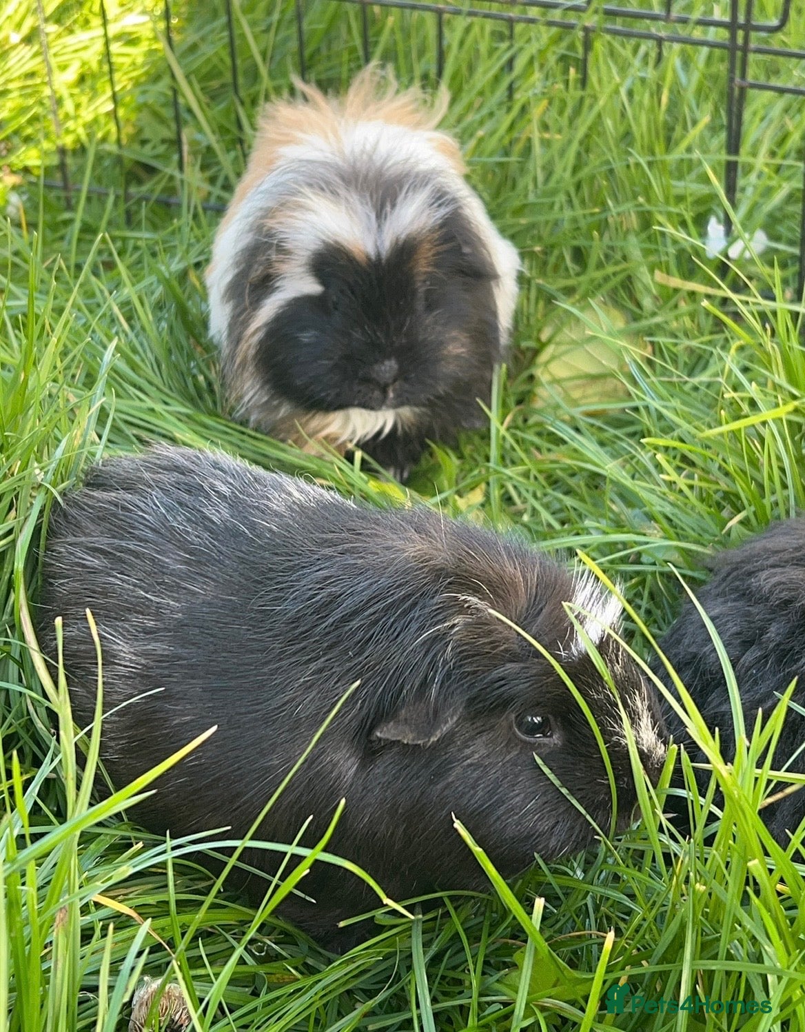 Guinea Pig rodents Male guinea pigs - Advert 1