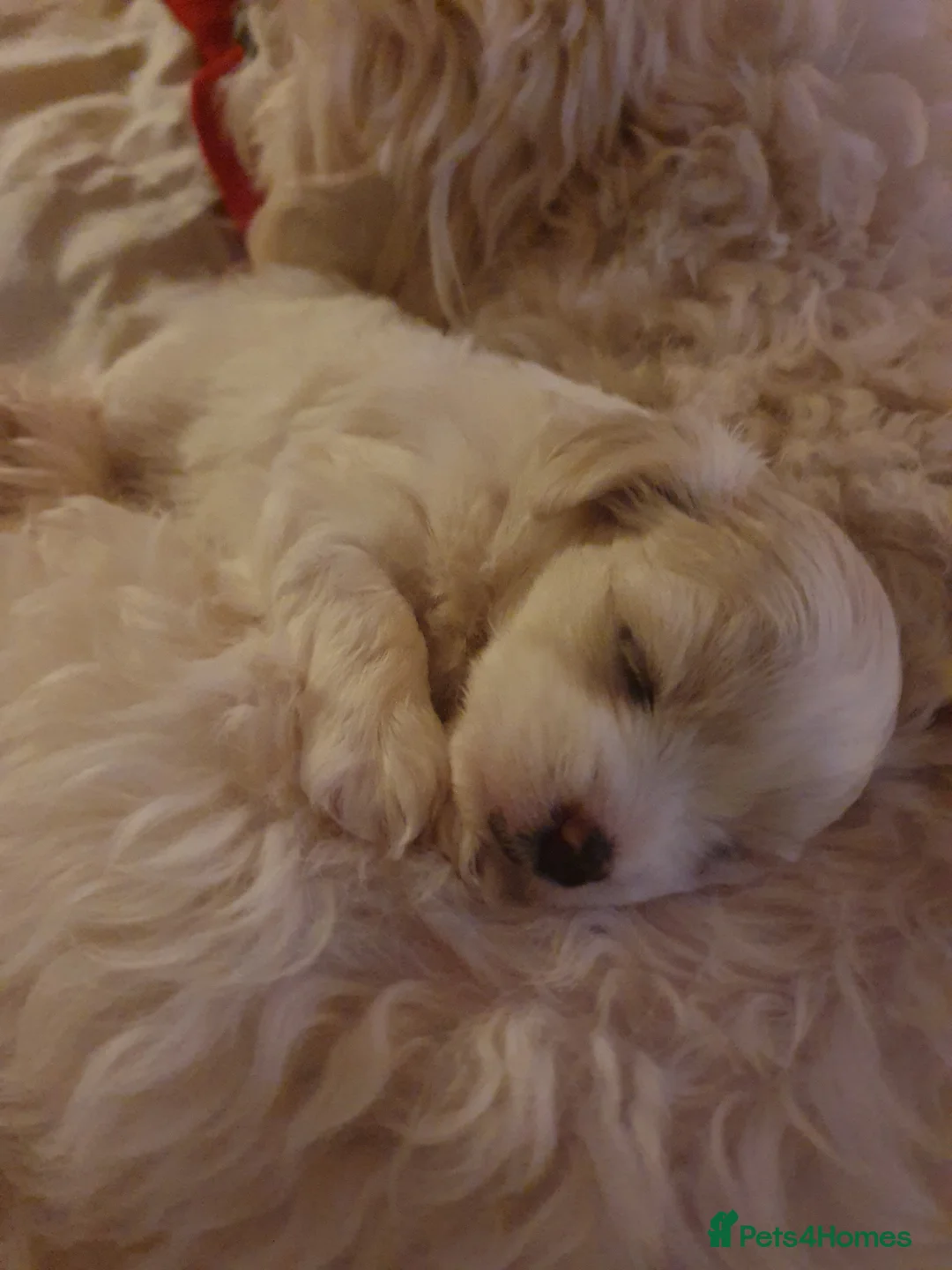 Maltese dogs for sale: Adorable Maltese Puppy Looking for a Forever Home. - Advert 6