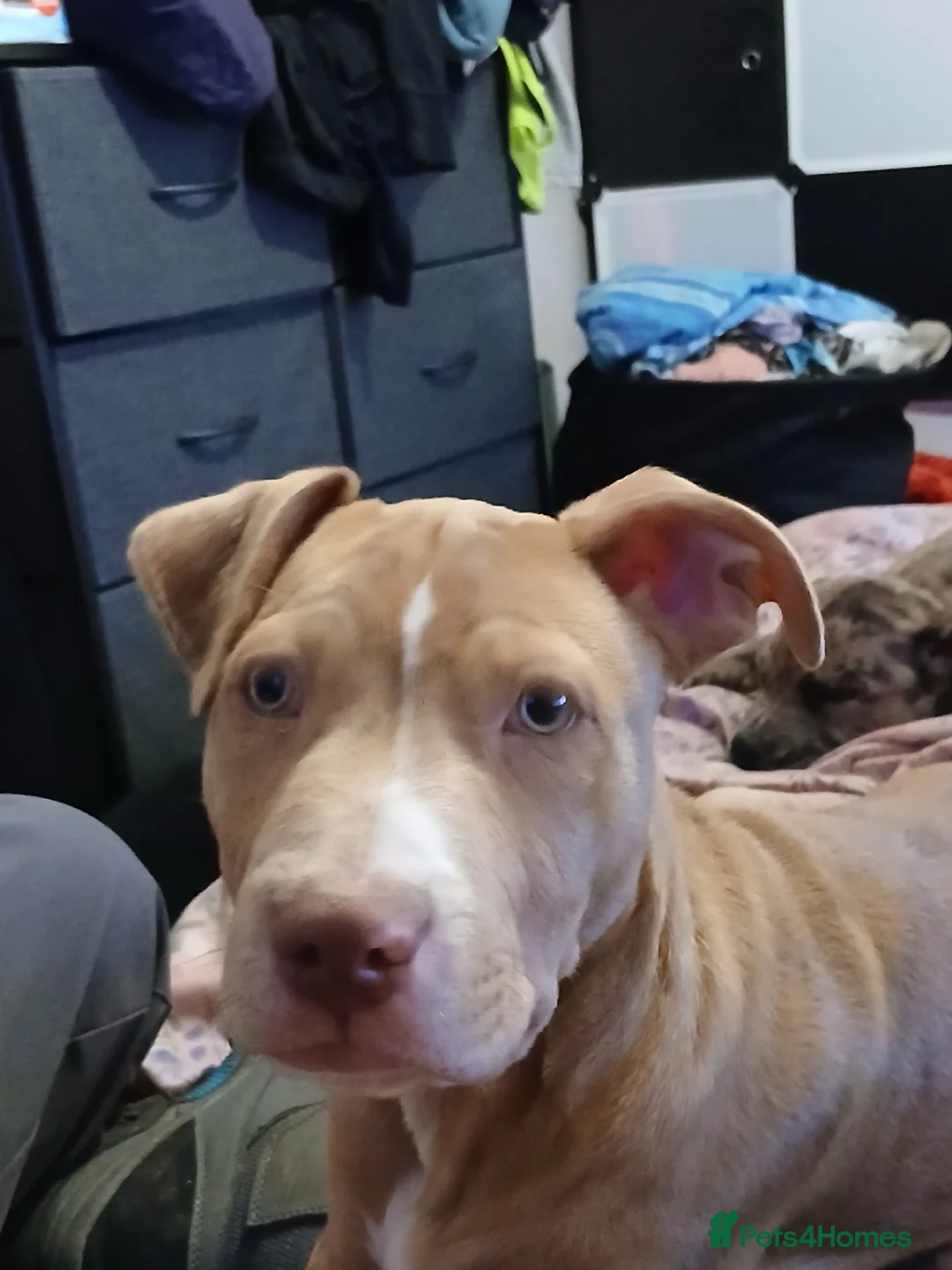 Mixed Breed dogs for sale: Flame  - Advert 2