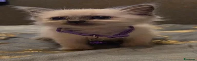 Ragdoll 3