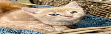 Ragdoll 2
