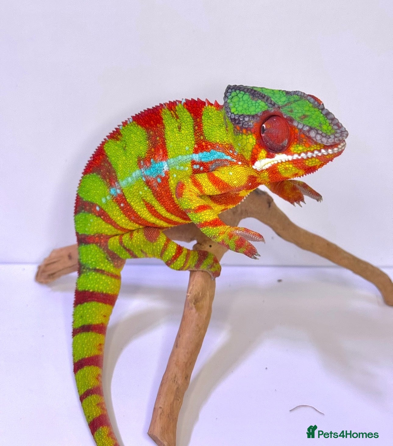 Chameleon reptiles Male Panther Chamelon 1 year old super friendly - Advert 1