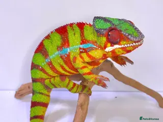 Chameleon reptiles Male Panther Chamelon 1 year old super friendly - Advert 1