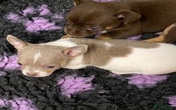 Chihuahua dogs for sale: Beautiful short haired chihuahua baby’s ! - Image 12