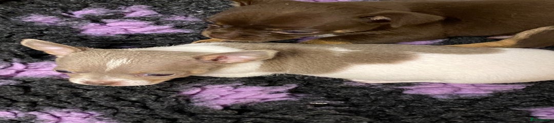 Chihuahua Puppy 5