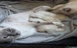 Ragdoll cats for sale: GCCF registered Blue mitted Ragdoll kittens - Image 7