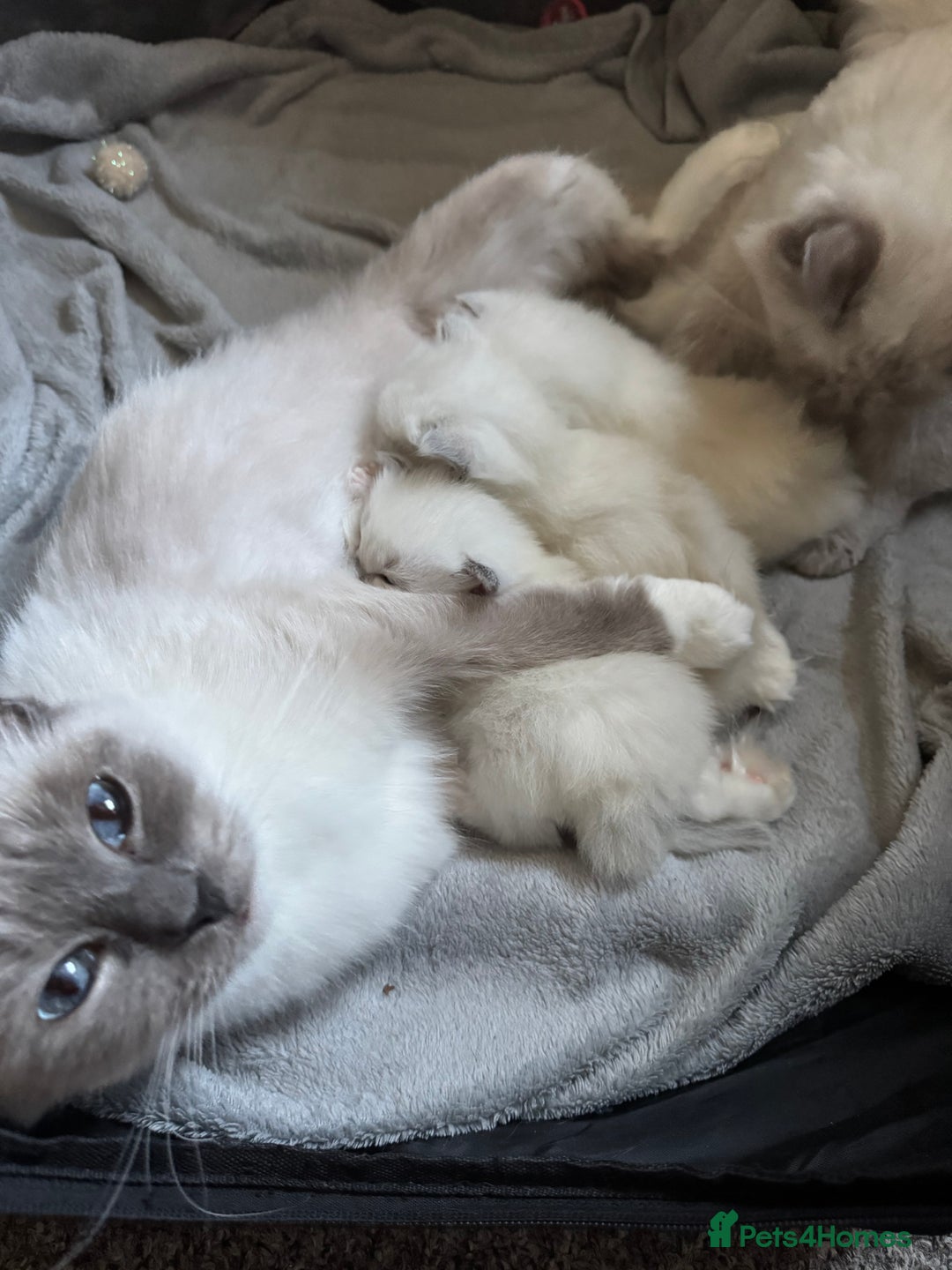 Ragdoll cats for sale: GCCF registered Blue mitted Ragdoll kittens - Image 7