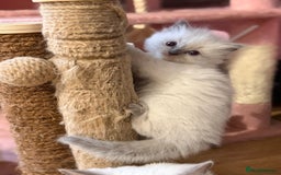 Ragdoll cats for sale: 🐾 Pure Ragdoll Kittens Looking for Loving Homes  - Image 1