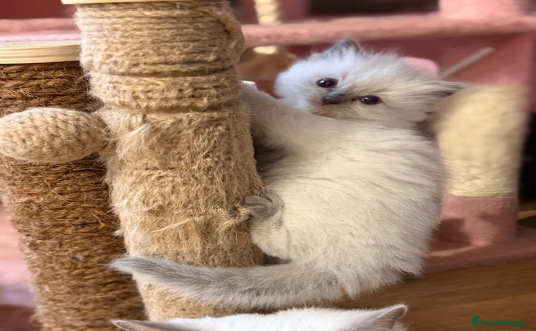 Ragdoll cats - Advert 1