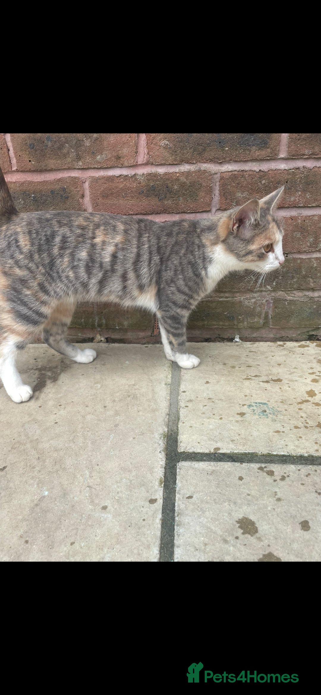 Mixed Breed cats for sale: 3 BOYS AVAILABLE - Advert 9