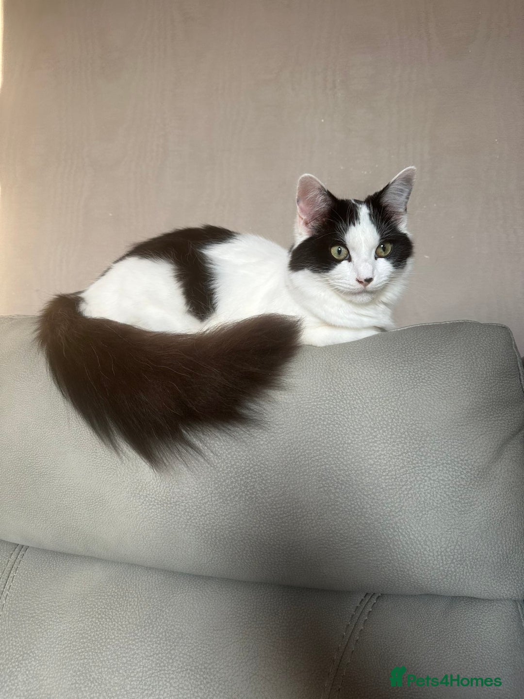 British Longhair cats for sale: British longhair cat - Advert 3