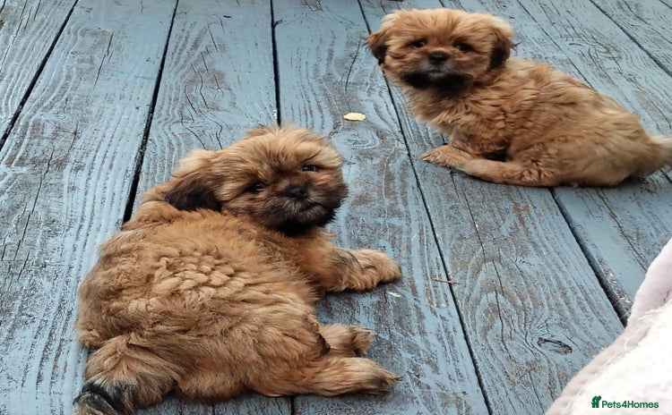 Shih Tzu dogs - Advert 1
