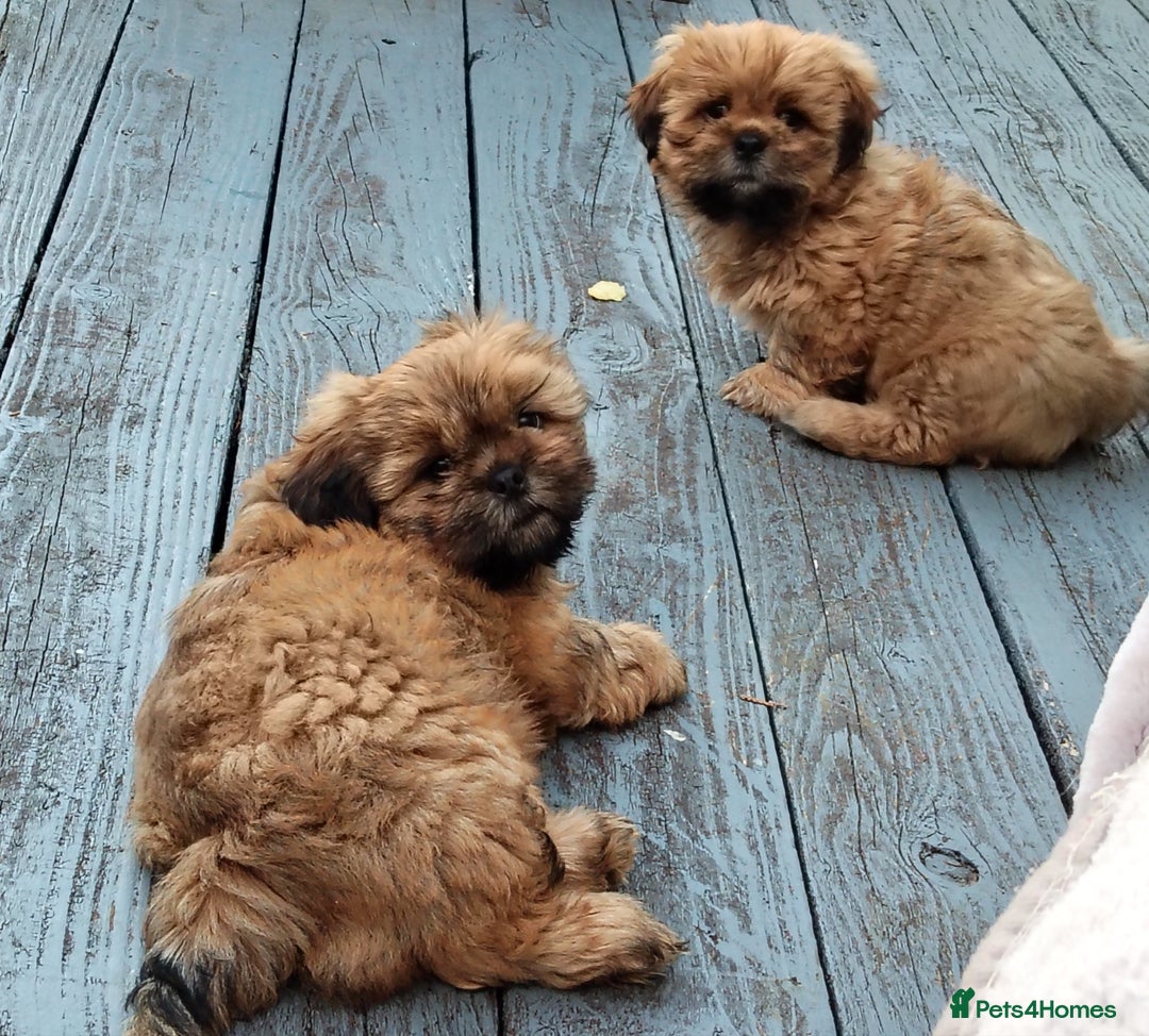 Shih Tzu dogs for sale: 1 boy available  - Image 1