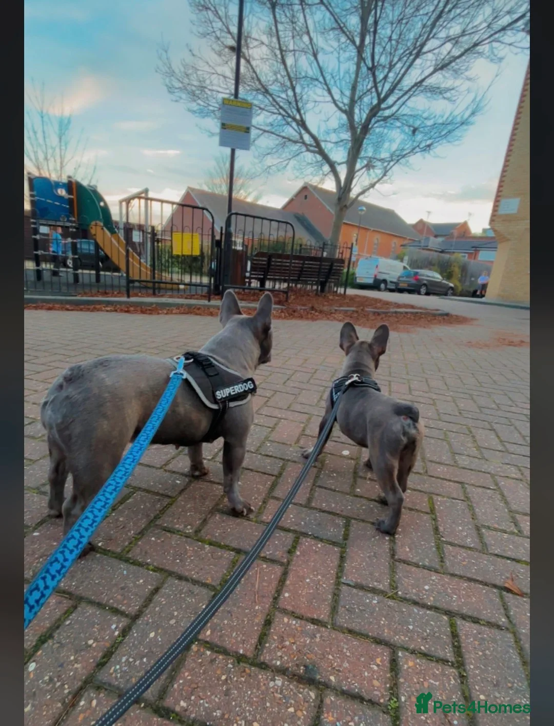 French Bulldog dogs for sale: Girl 8month old  - Advert 4