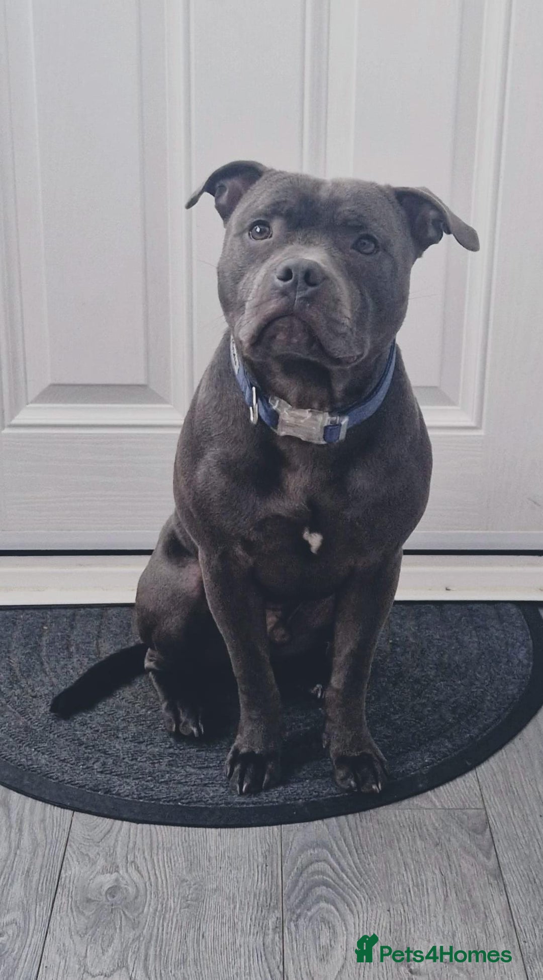 Staffordshire Bull Terrier dogs for sale: Blue chunky Staffordshire pups - Advert 14