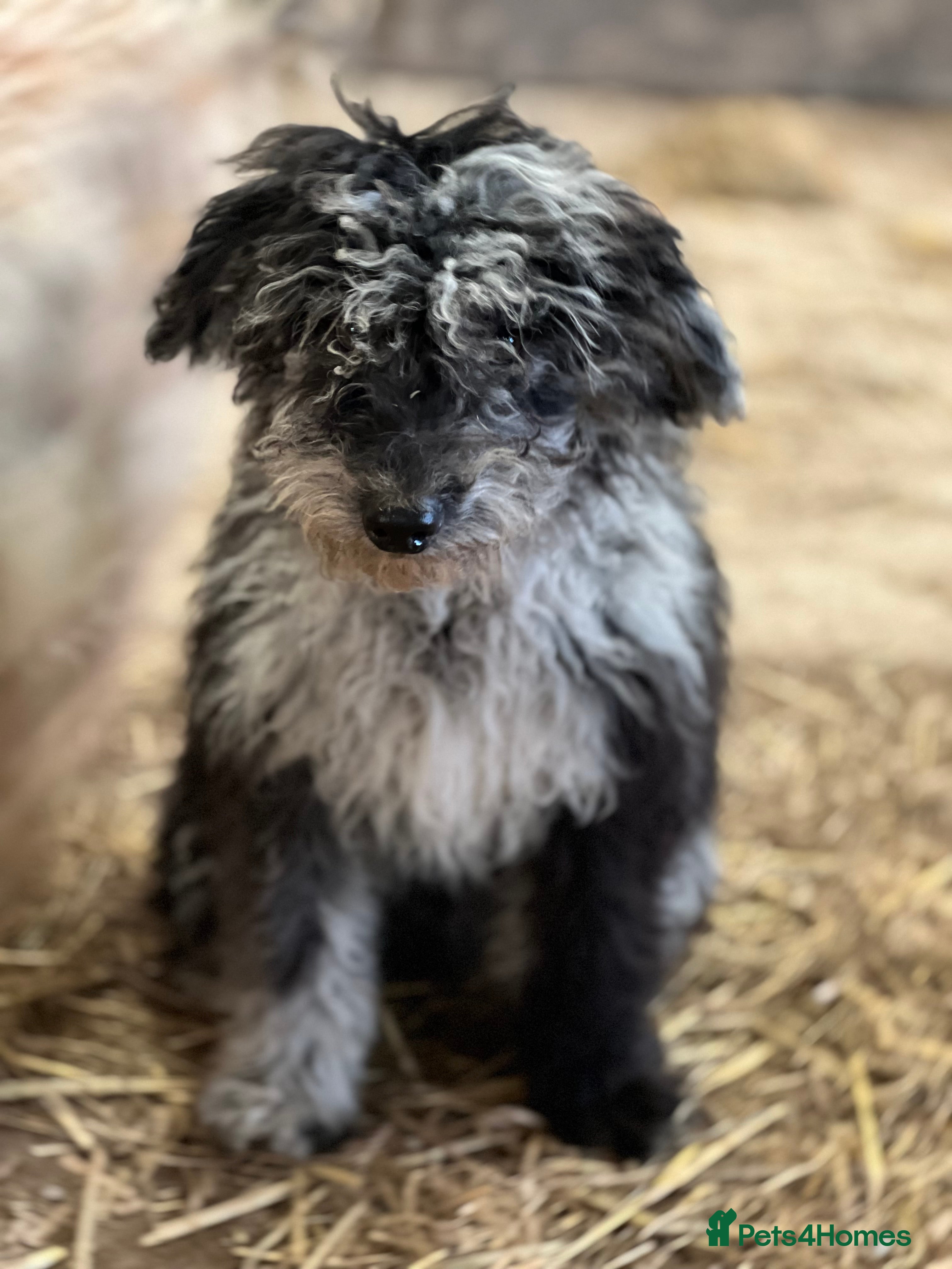 Mixed Breed dogs Stunning litter of 3/4 Toy Poodle X Welsh Collie - Advert 3