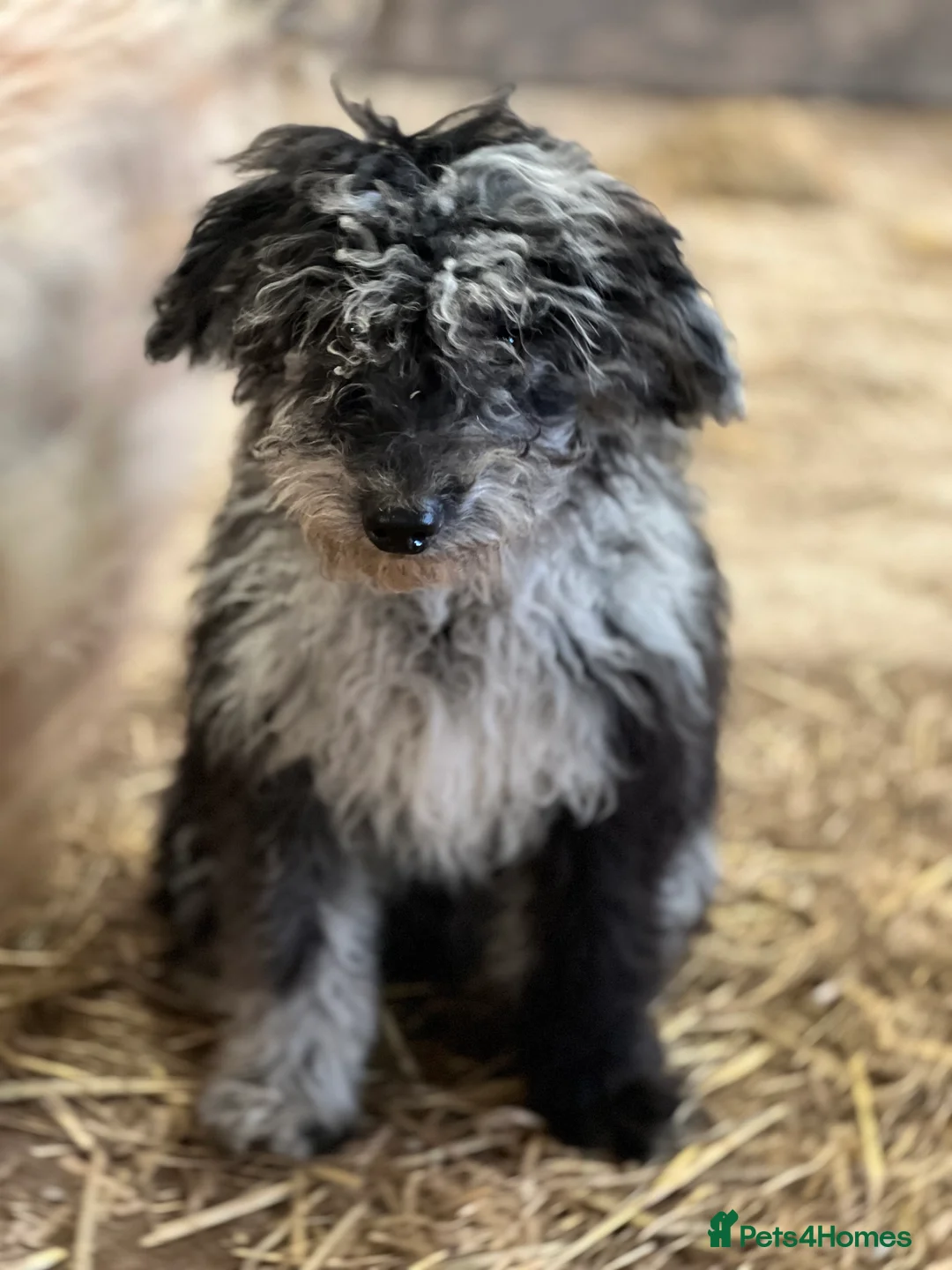 Mixed Breed dogs for sale: Stunning litter of 3/4 Toy Poodle X Welsh Collie - Advert 1