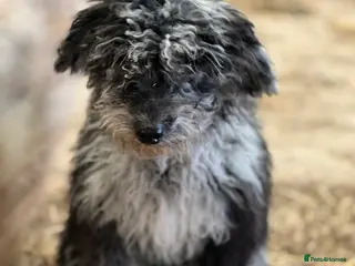 Mixed Breed dogs Stunning litter of 3/4 Toy Poodle X Welsh Collie - Advert 3