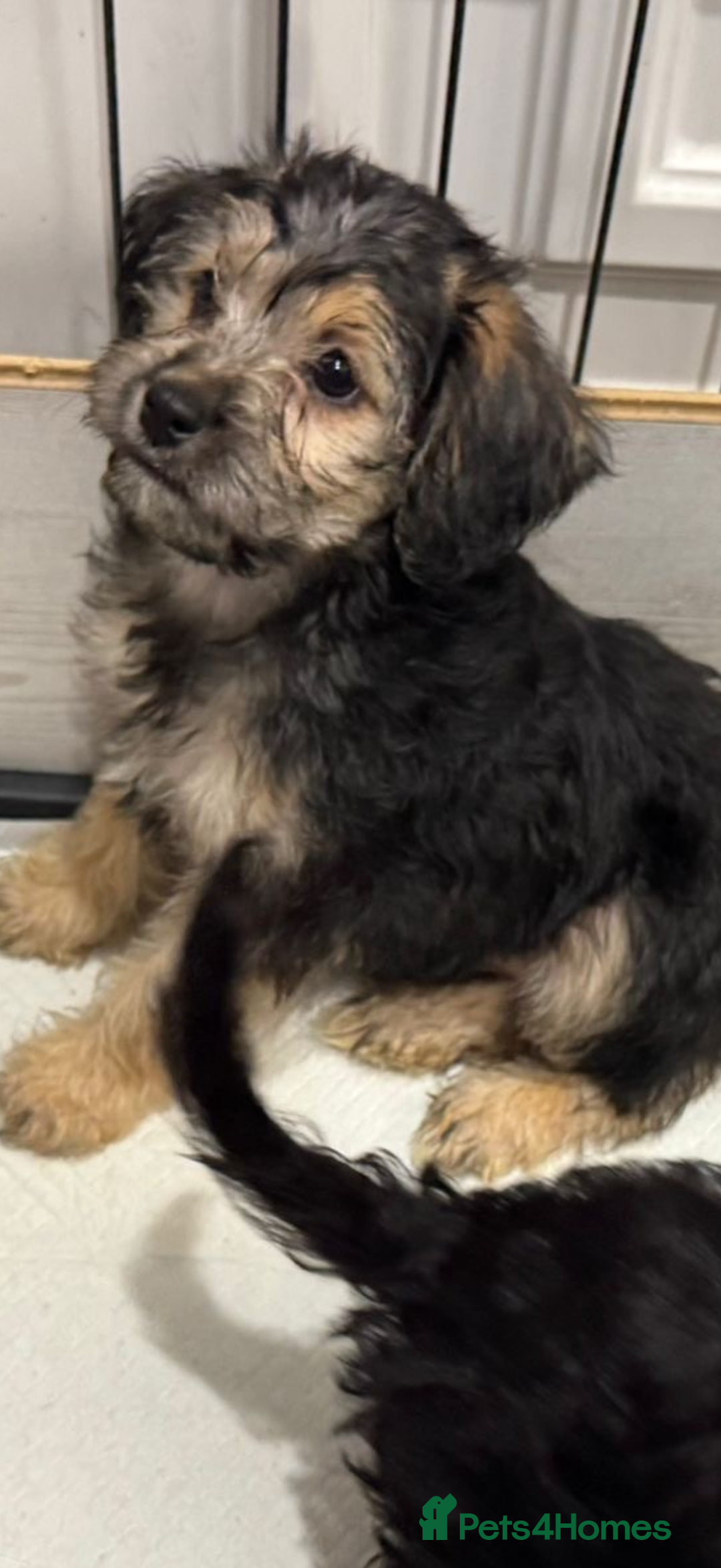 Mixed Breed dogs for sale: Beautiful shihpoo puppies - Advert 11