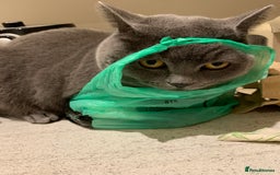 British Shorthair cats for sale: A loving and very affectionate 6 year old BSH boy - Image 15