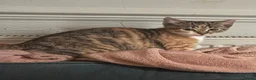Mixed Breed cats for sale: 3 kittens ready to go  - Advert 2