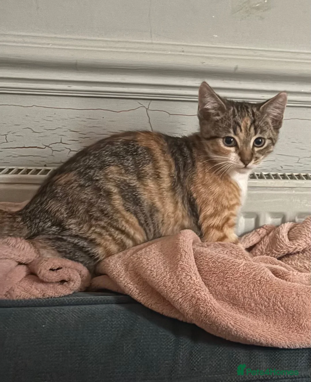 Mixed Breed cats for sale: 3 kittens ready to go  - Advert 2