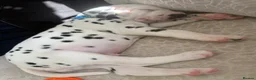 Dalmatian dogs for sale: *1 left please read* Purebred Dalmatian puppies - Advert 26