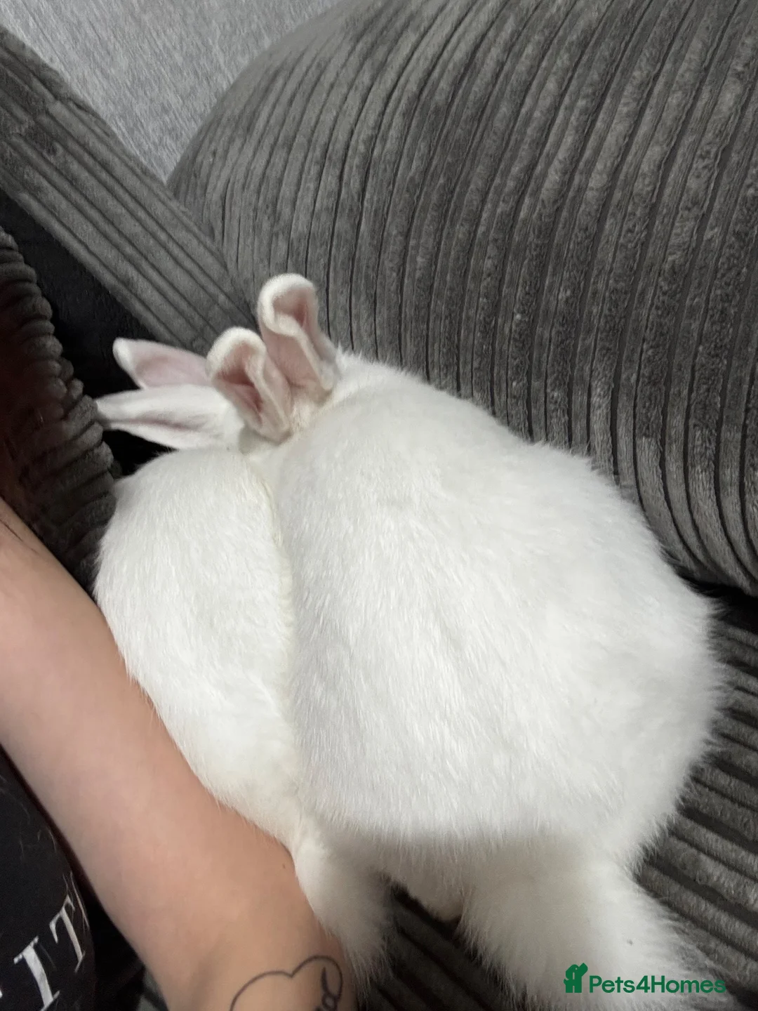 New Zealand rabbits for sale: 2 New Zealand female rabbits  in Holyhead - Advert 3