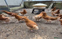 Chickens poultry for sale: Bovan Browns chickens - Image 2