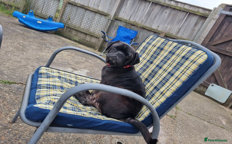 Puggle dogs - Advert 6