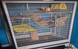 Conures birds for sale: 2 year old Sun Conure for sale. - Image 5