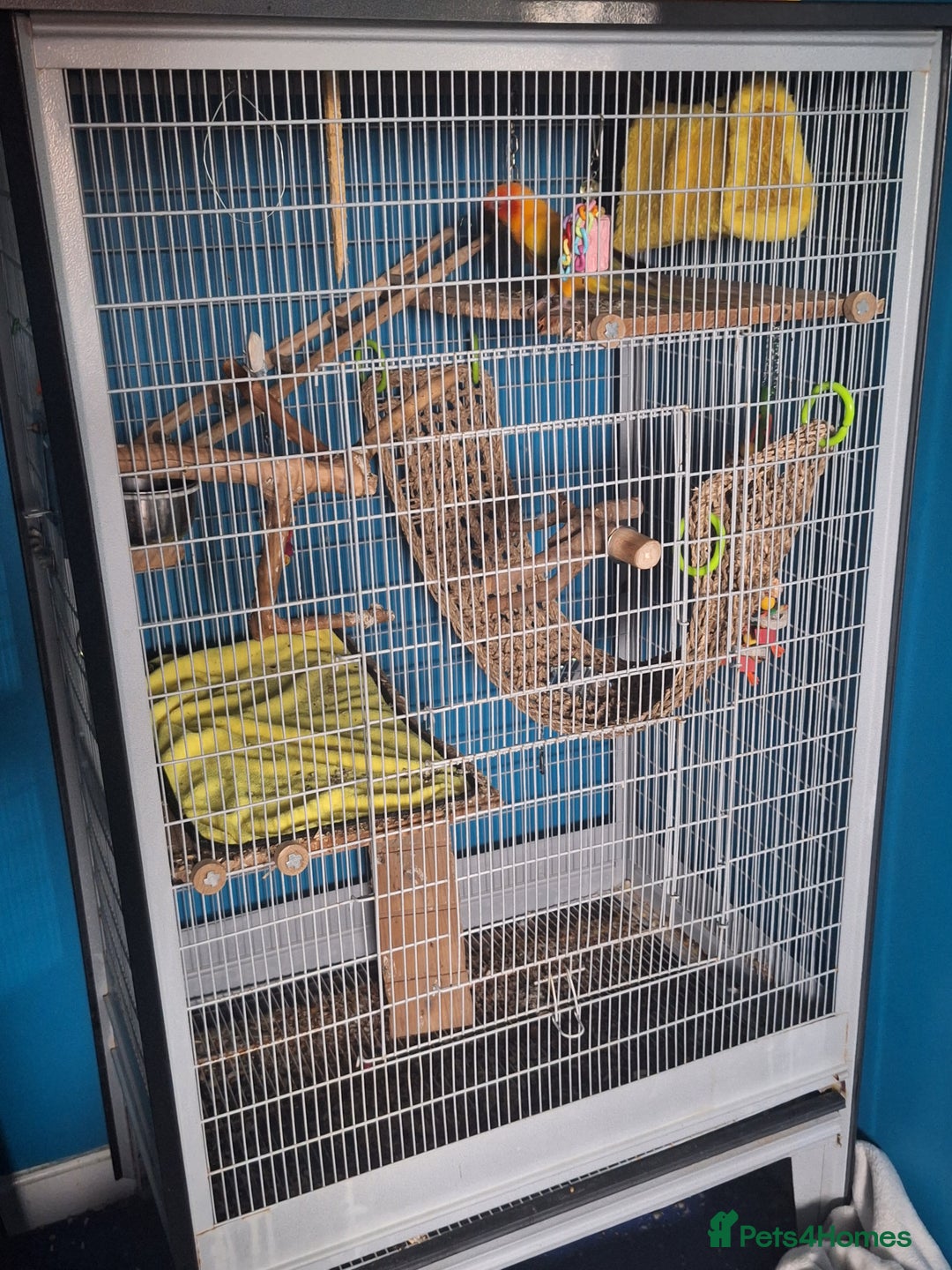 Conures birds for sale: 2 year old Sun Conure for sale. - Image 5