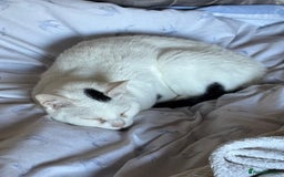 Arabian Mau cats for sale: Zayn & Rafa - Rescue Arabian Maus - Image 16