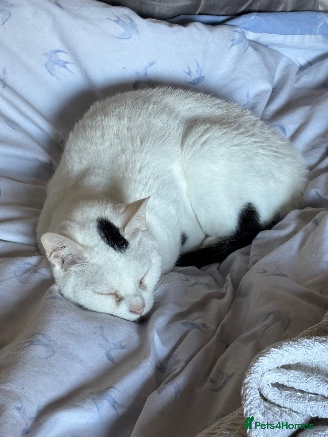 Arabian Mau cats for sale: Zayn & Rafa - Rescue Arabian Maus - Image 16