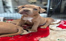 Staffordshire Bull Terrier dogs for sale: Ready now !! - Image 3