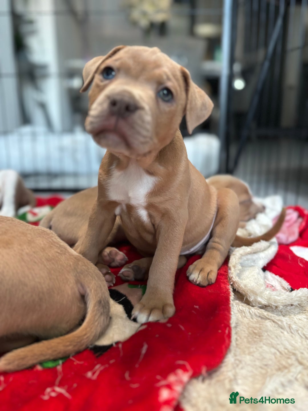 Staffordshire Bull Terrier dogs for sale: Ready now !! - Image 3