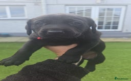Labrador Retriever dogs for sale: Black and chocolate labrador puppies - Image 10