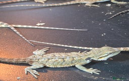 Bearded Dragon reptiles for sale: Baby Bearded dragons ready now  - Image 11