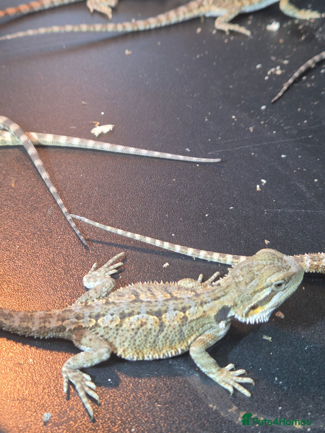 Bearded Dragon reptiles for sale: Baby Bearded dragons ready now  - Image 11