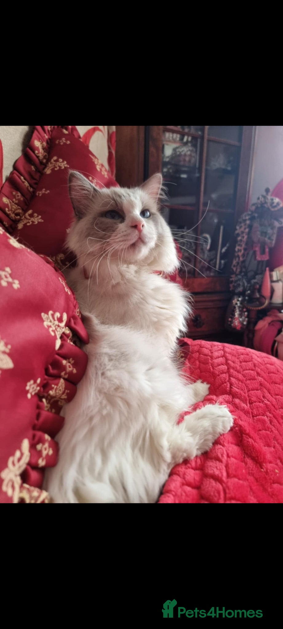 Ragdoll cats for sale: Ragdoll  - Advert 15