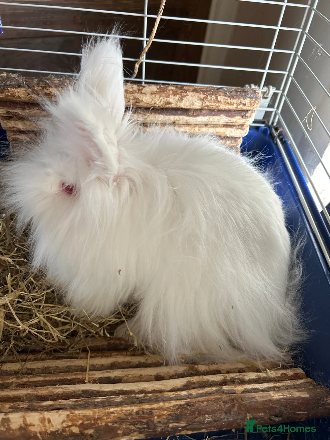 Lionhead rabbits for sale: White dwarf rabbit in London - Advert 4
