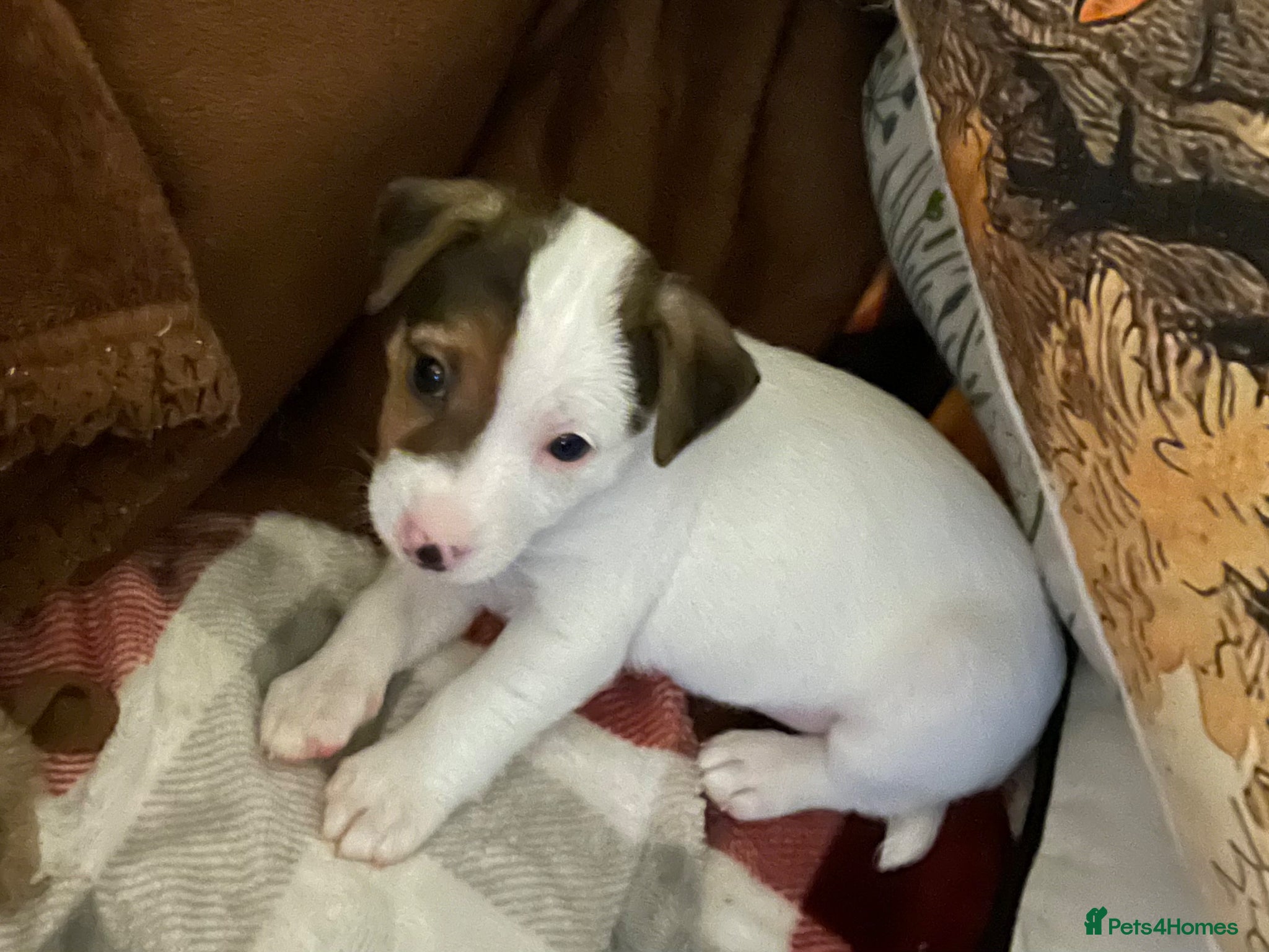Jack Russell dogs Jack Russel puppy - Advert 1