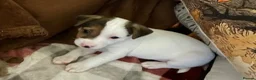 Jack Russell dogs for sale: Jack Russel puppy - Advert 1