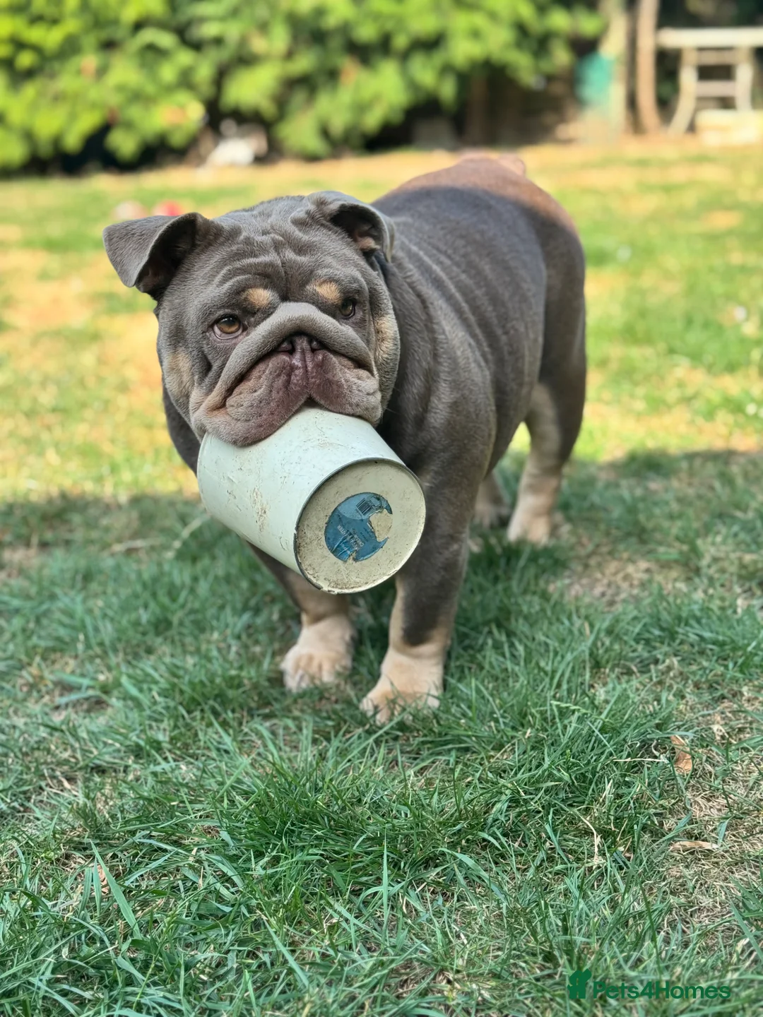 English Bulldog dogs for sale: 7 beautiful English Bulldog puppies 🐶  - Advert 26