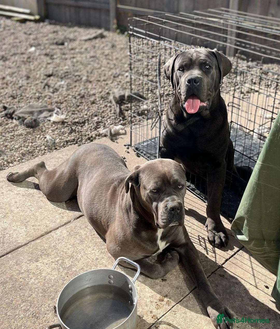 Cane Corso dogs for sale: Champion breed boodline cane corso  - Image 6